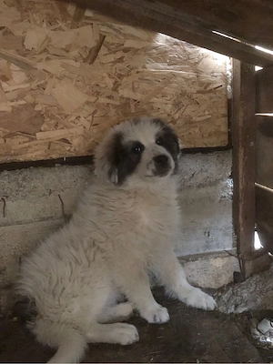 mascul ciobanesc de bucovina 