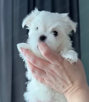 Vand bichonel miny toy 6 saptamani