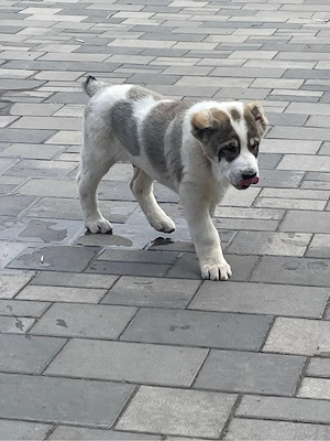 Catelusi Asia Centrala