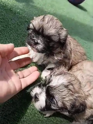 Vand shihtzu 6 saptamani baietei