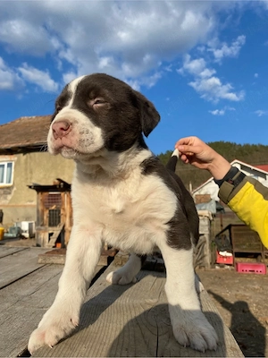 Căței Ciobănesc de Asia Centrală 