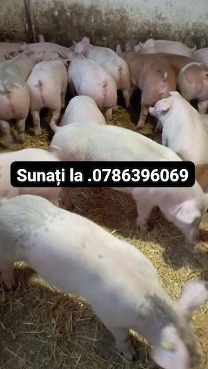 Vand grăsuni de carne 