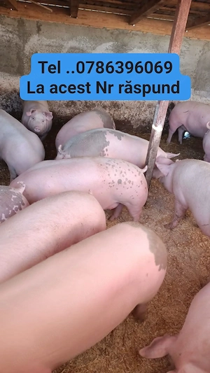 Vând porci de carne 