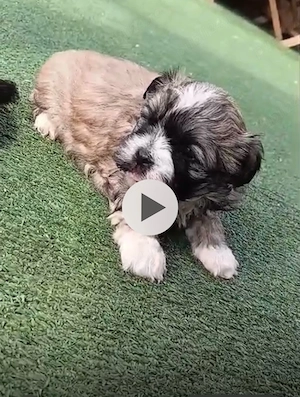 Vand shihtzu 6 saptamani baietei - imagine 2