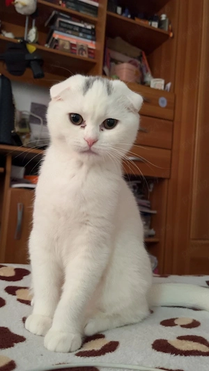 Pui pisica rasa Scotish , 5 luni - imagine 3