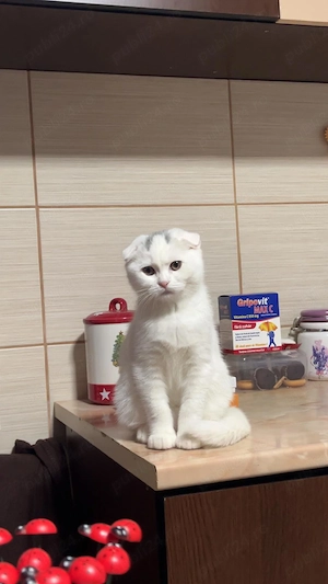 Pui pisica rasa Scotish , 5 luni - imagine 2