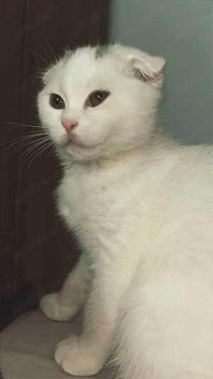 Pui pisica rasa Scotish , 5 luni - imagine 4