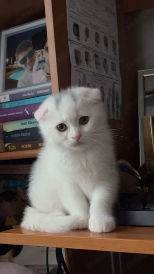 Pui pisica rasa Scotish , 5 luni