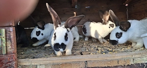 Iepuri de casa - imagine 2