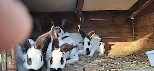 Iepuri de casa - imagine 4