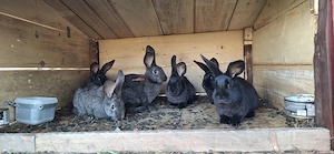 Iepuri de casa - imagine 5