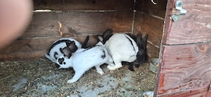 Iepuri de casa - imagine 3