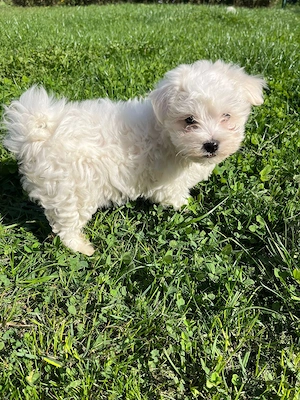 Bichon maltez 