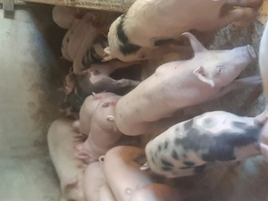 vând purcei și soldani diferite mărimi si rase  - imagine 2