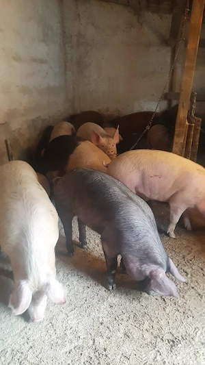 vând soldani de casă diferite mărimi 