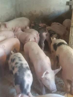 vând soldani de casă diferite mărimi 