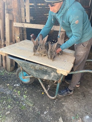 Vand pui de uriaș german și pui și 2 femele mature 