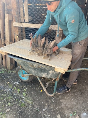 Vand pui de uriaș german și pui și 2 femele mature  - imagine 2