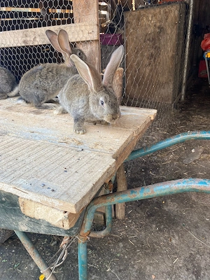 Vand pui de uriaș german și pui și 2 femele mature  - imagine 4