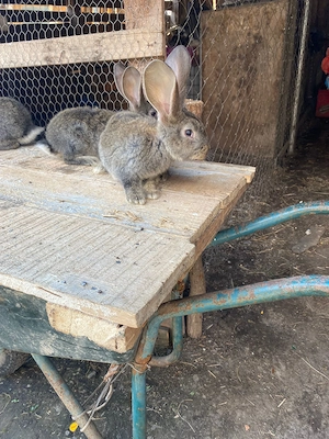 Vand pui de uriaș german și pui și 2 femele mature  - imagine 3