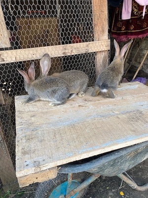 Vand pui de uriaș german și pui și 2 femele mature  - imagine 5