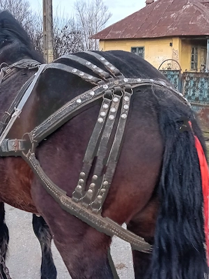 vand cal 3 ani castrat foarte cuminte 