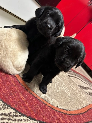 Pui labrador retriever fetite  - imagine 2