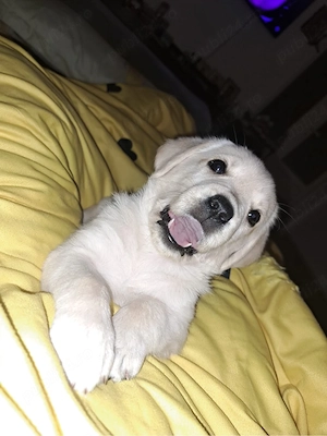 pui Labrador