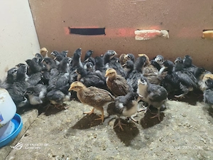 pui de australorp si italiană potarnichiu  - imagine 4