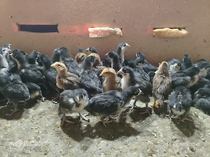 pui de australorp si italiană potarnichiu 