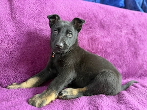 Ciobanesc german pui