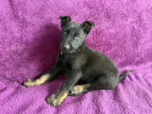 Ciobanesc german pui - imagine 2