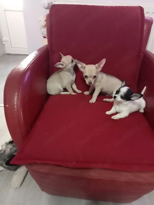 Cățeluși chihuahua 