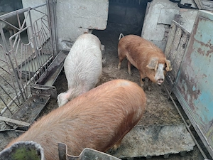 Porci de vânzarea!! De la 60 kg la 230 kg! - imagine 2