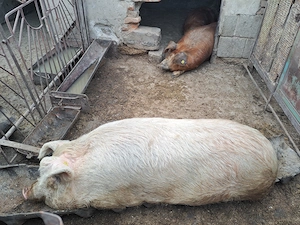 Porci de vânzarea!! De la 60 kg la 230 kg! - imagine 5