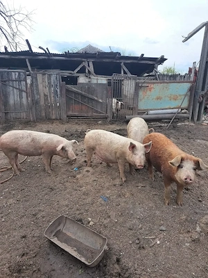 Porci de vânzarea!! De la 60 kg la 230 kg! - imagine 4