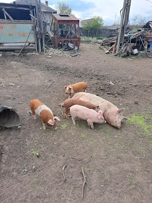 Porci de vânzarea!! De la 60 kg la 230 kg! - imagine 3