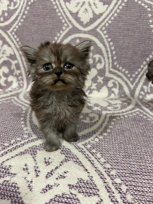 Pisoiasi scottish long hair
