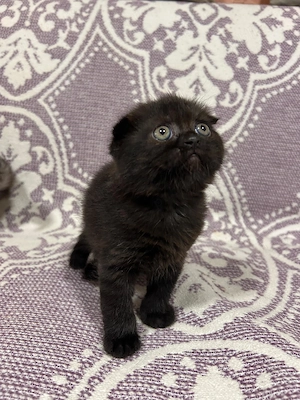 Pisoiasi scottish long hair - imagine 2