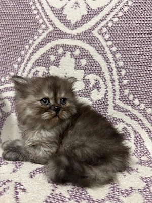 Pisoiasi scottish long hair - imagine 3