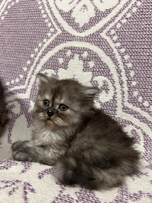 Pisoiasi scottish long hair - imagine 5