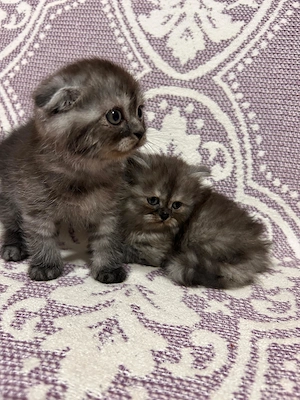 Pisoiasi scottish long hair - imagine 4