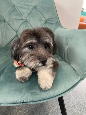 Donez bichon maltez  - imagine 3