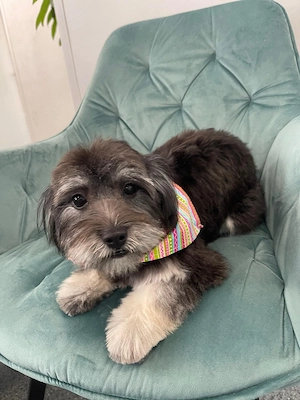 Donez bichon maltez  - imagine 4