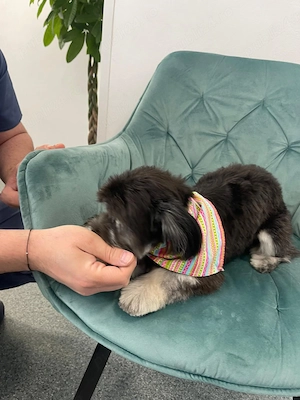 Donez bichon maltez  - imagine 5