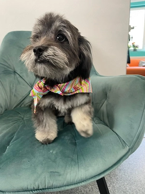 Donez bichon maltez  - imagine 2