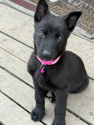 Femela ciobanesc german - imagine 2