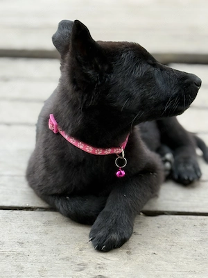 Femela ciobanesc german - imagine 4