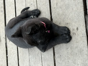 Femela ciobanesc german - imagine 3