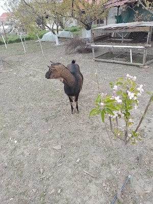 oferta de vanzare - imagine 2